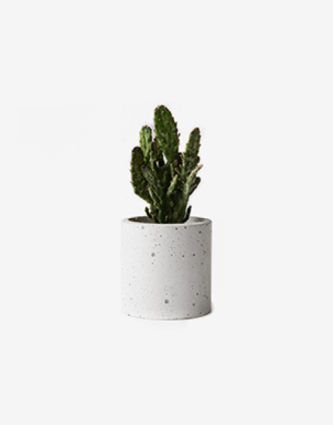 Cast stone planter with cactus